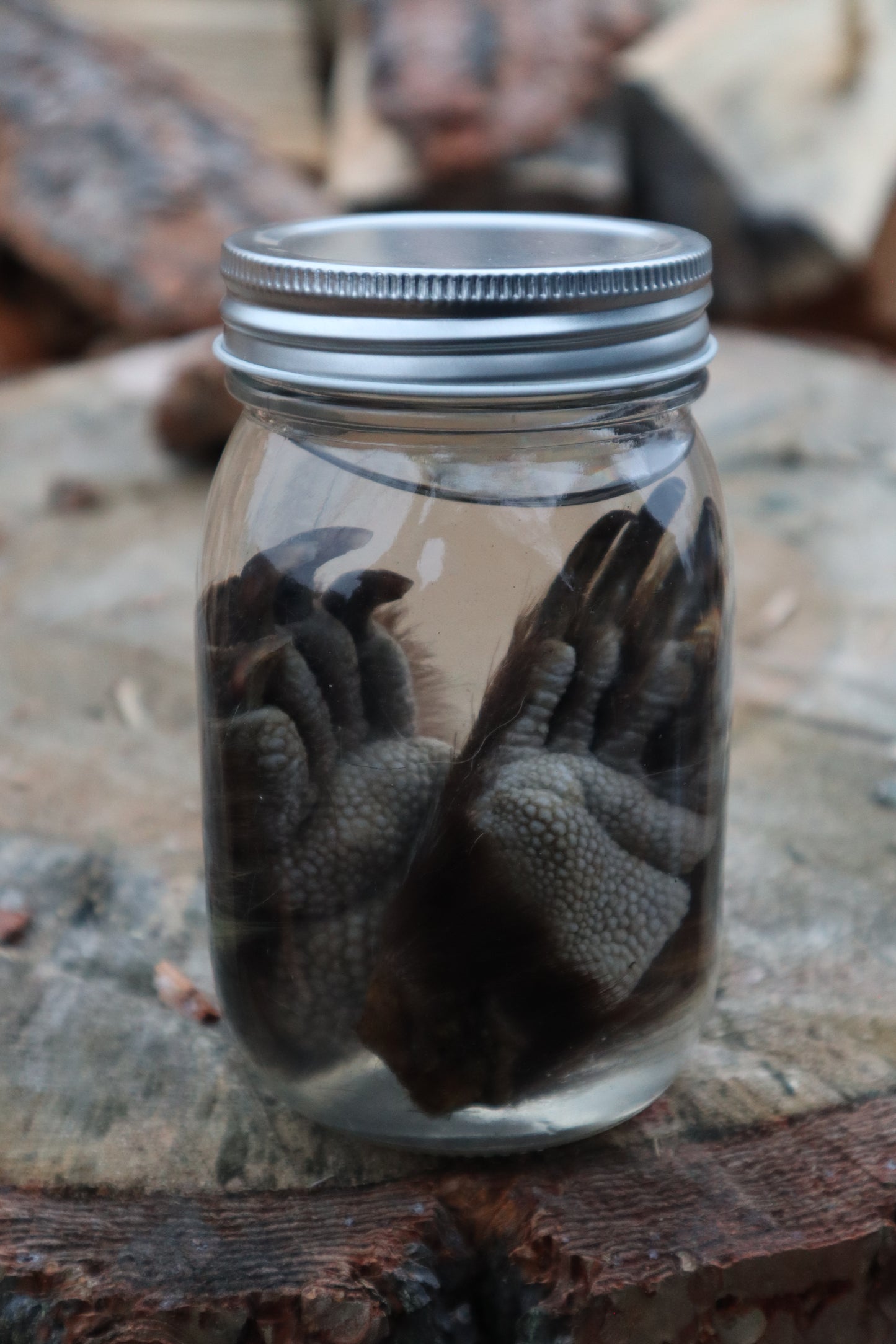 Porcupine Paws Wet Specimen