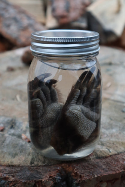 Porcupine Paws Wet Specimen