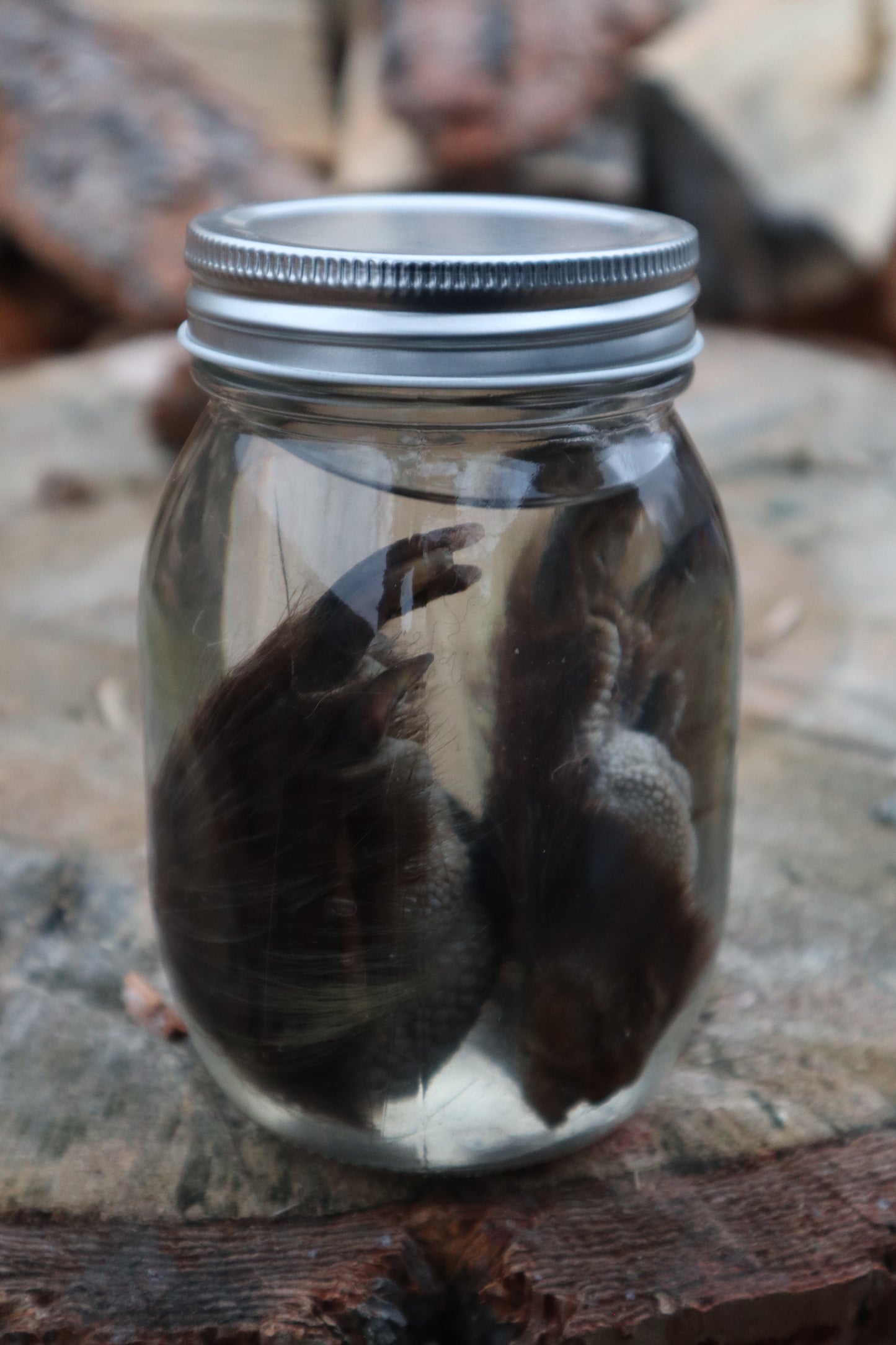 Porcupine Paws Wet Specimen