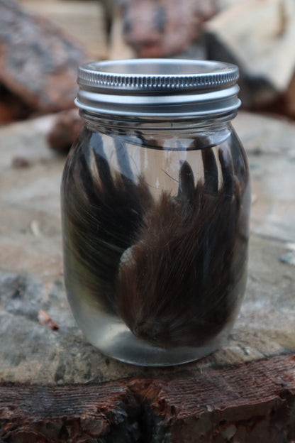 Porcupine Paws Wet Specimen