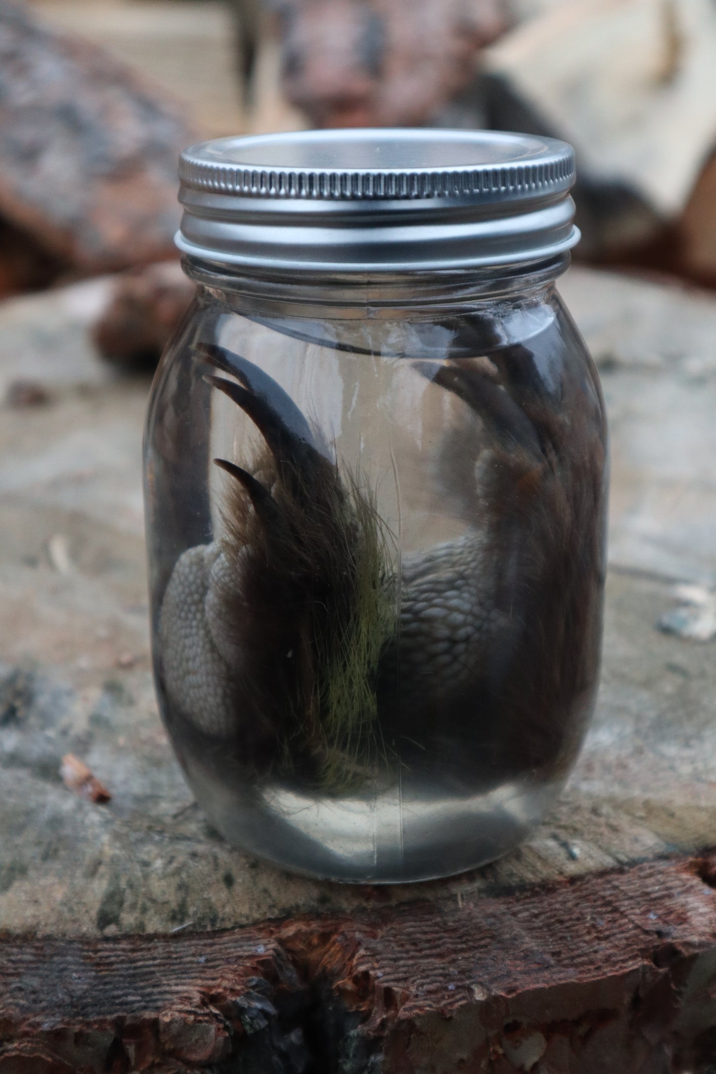 Porcupine Paws Wet Specimen
