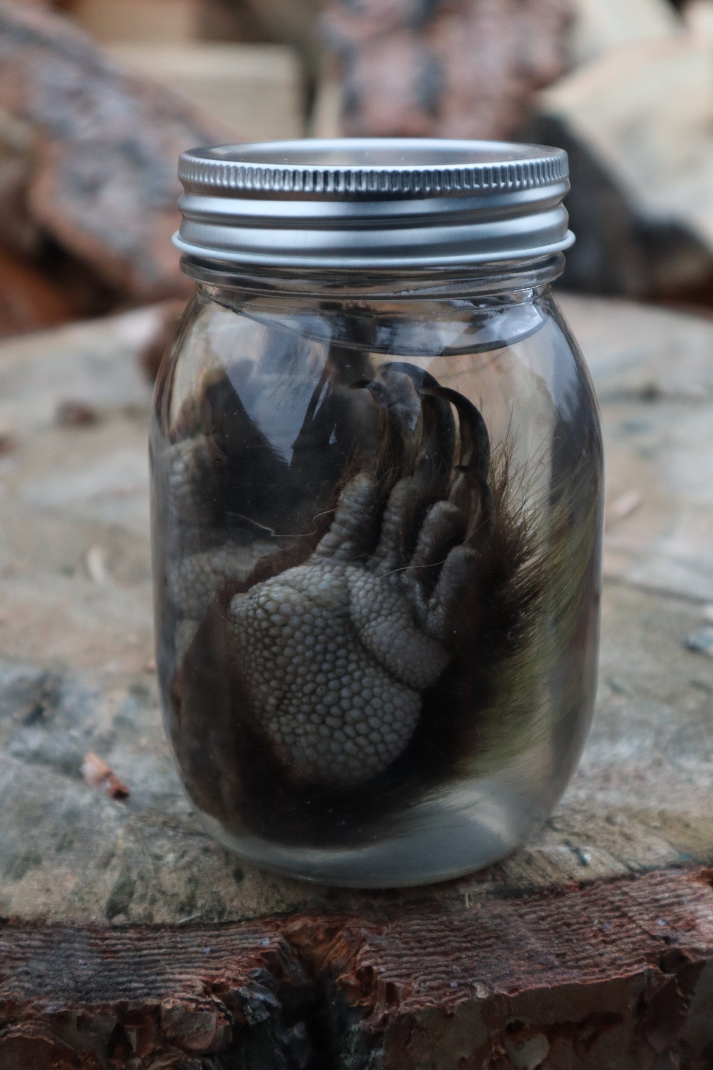 Porcupine Paws Wet Specimen