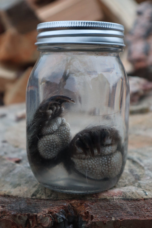 Juvenile Porcupine Paws Wet Specimen