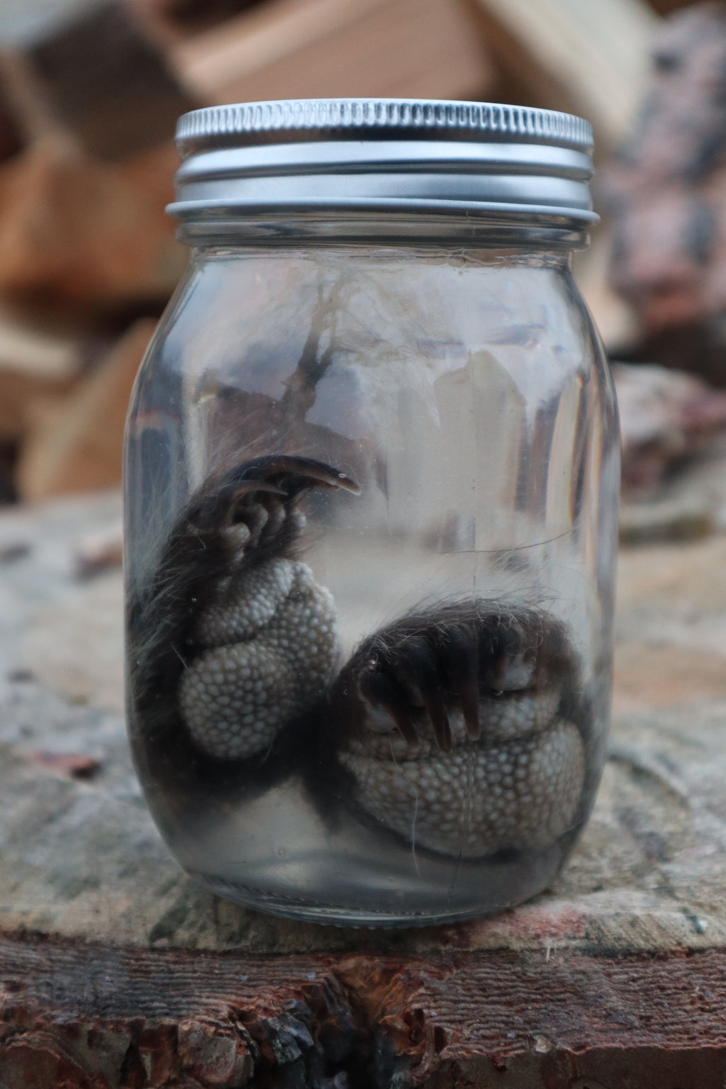 Juvenile Porcupine Paws Wet Specimen