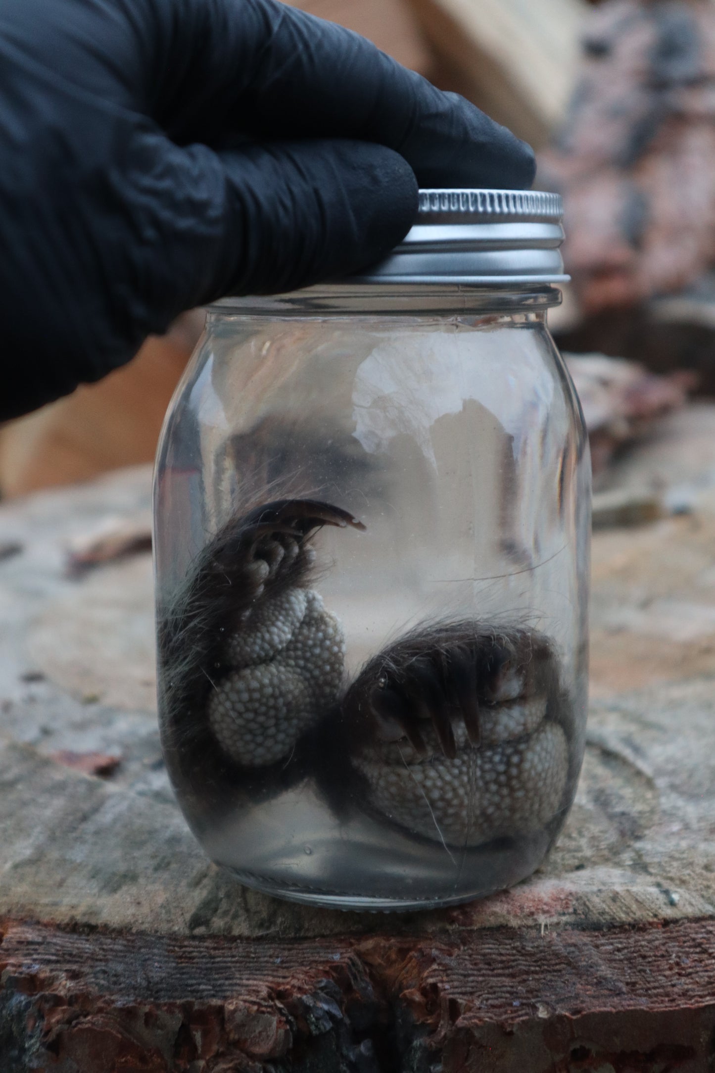 Juvenile Porcupine Paws Wet Specimen