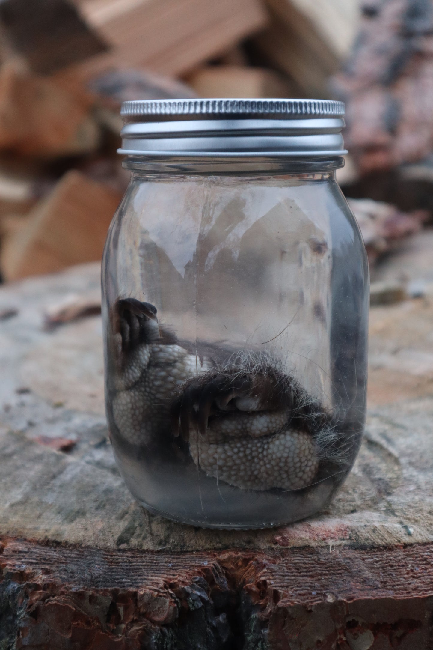 Juvenile Porcupine Paws Wet Specimen