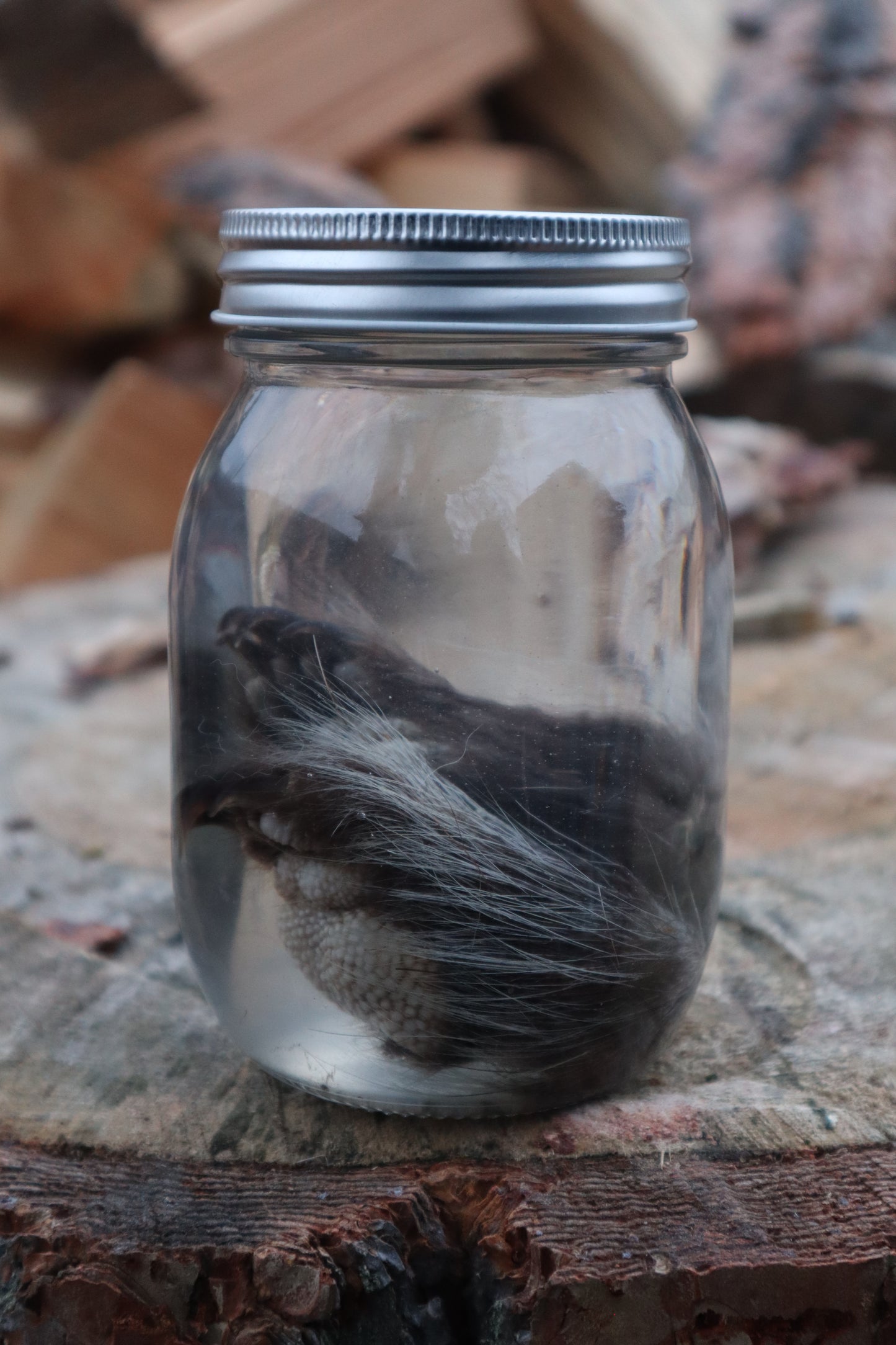 Juvenile Porcupine Paws Wet Specimen