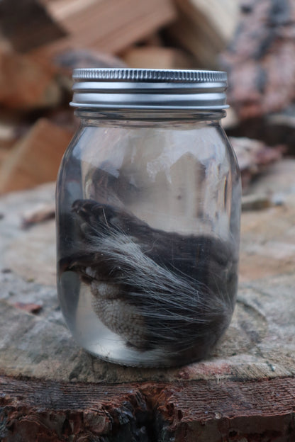 Juvenile Porcupine Paws Wet Specimen