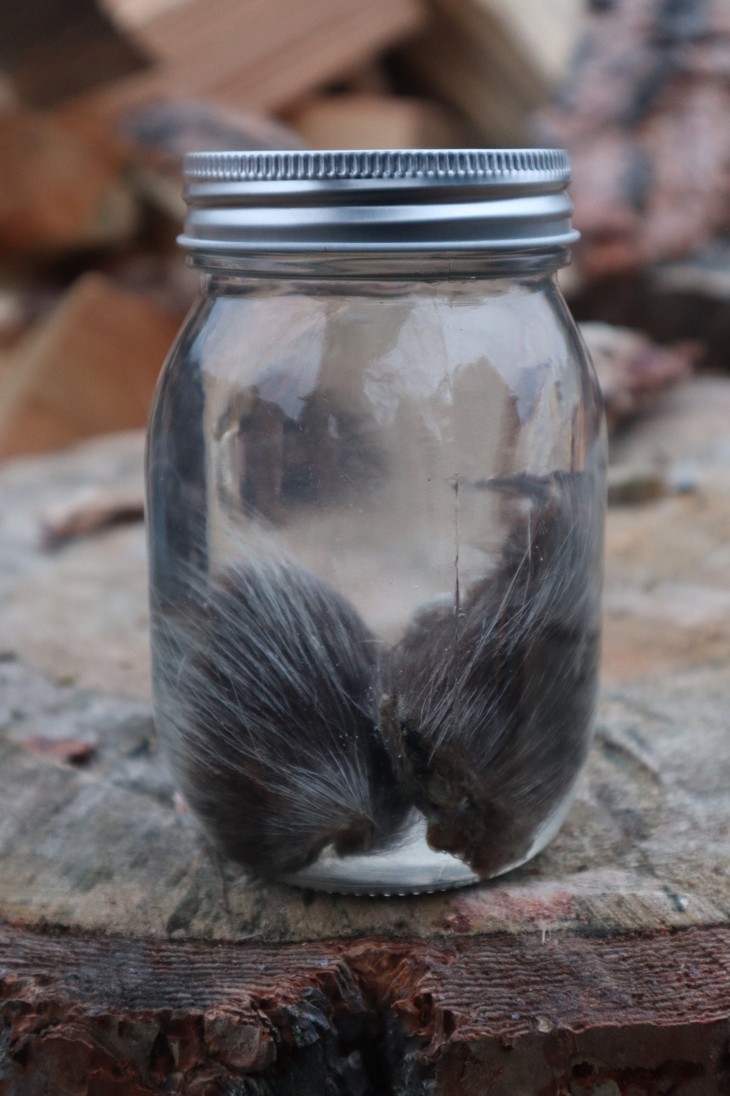 Juvenile Porcupine Paws Wet Specimen