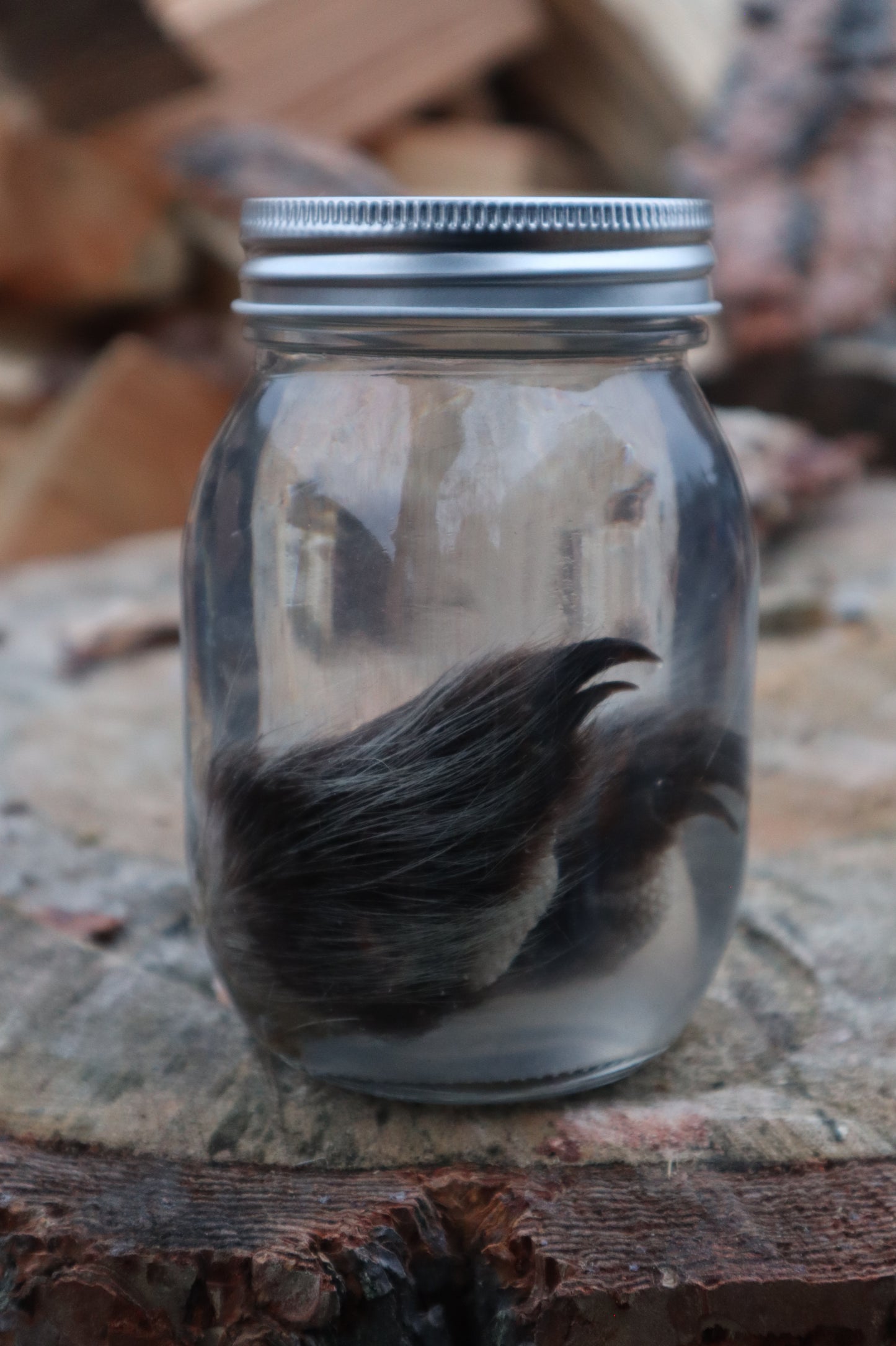 Juvenile Porcupine Paws Wet Specimen