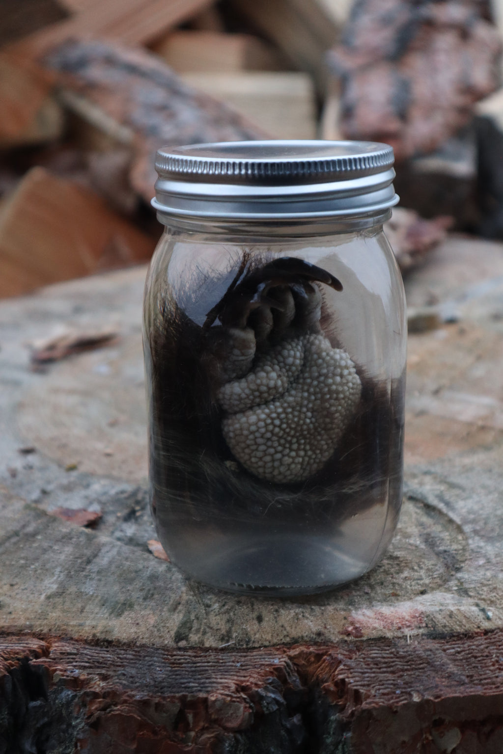 Porcupine Paw Wet Specimen