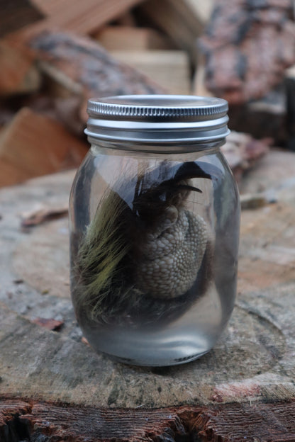 Porcupine Paw Wet Specimen