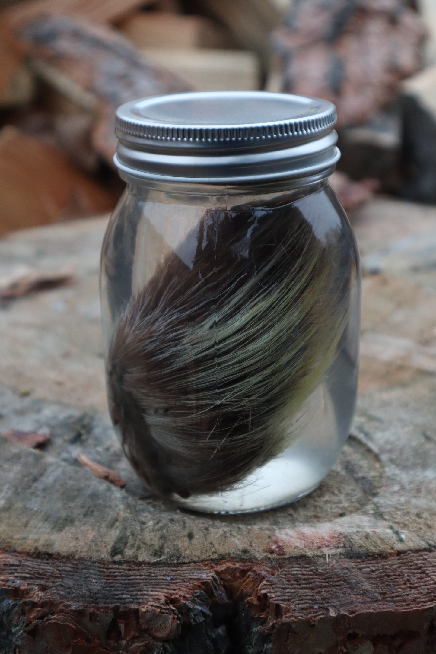 Porcupine Paw Wet Specimen