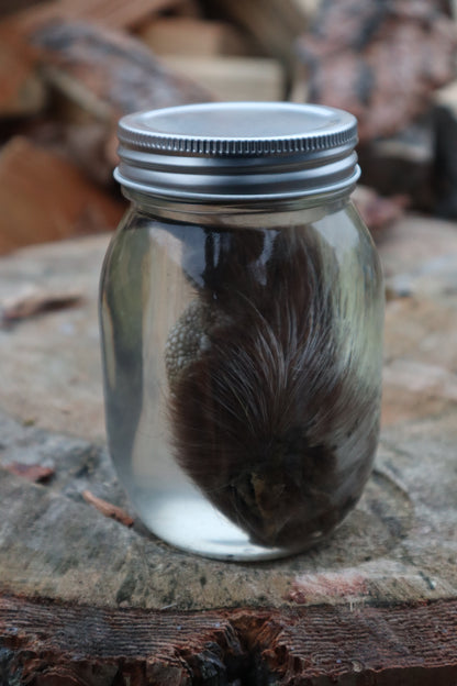 Porcupine Paw Wet Specimen