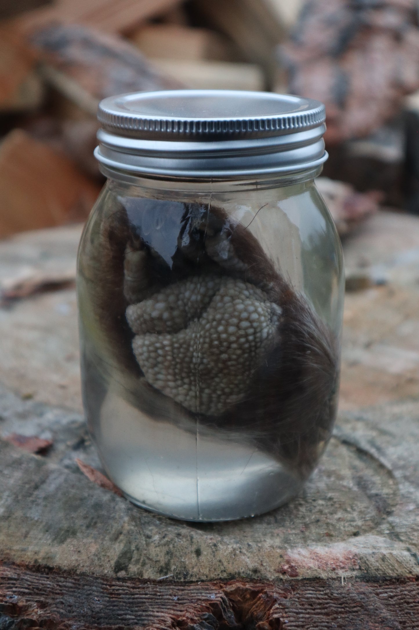 Porcupine Paw Wet Specimen