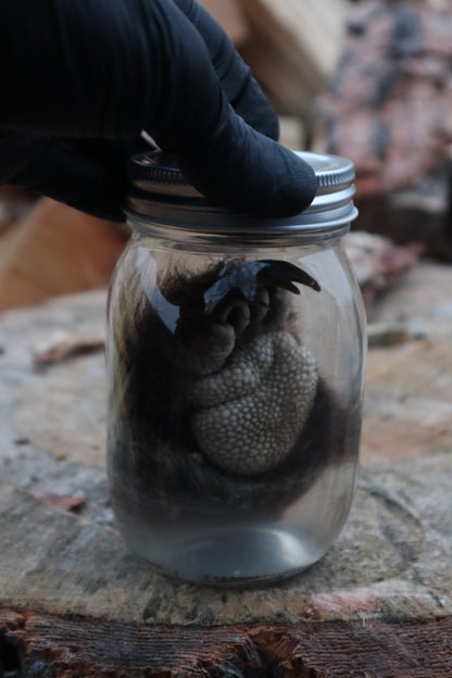 Porcupine Paw Wet Specimen