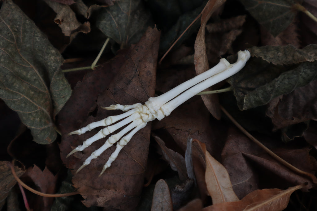 Kitten Arm Articulation
