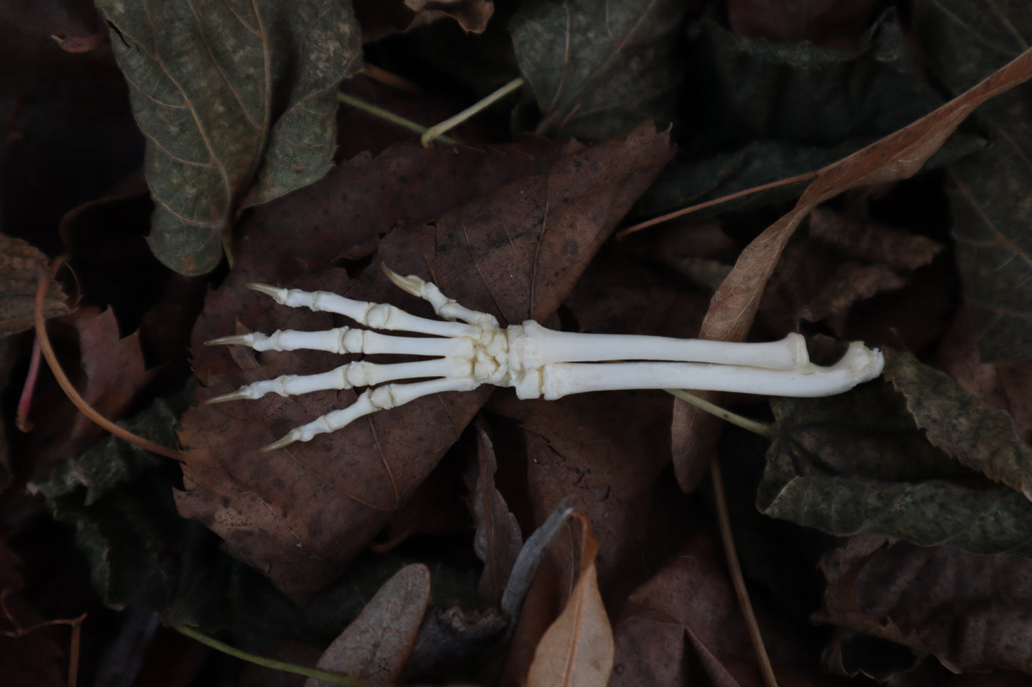 Kitten Arm Articulation