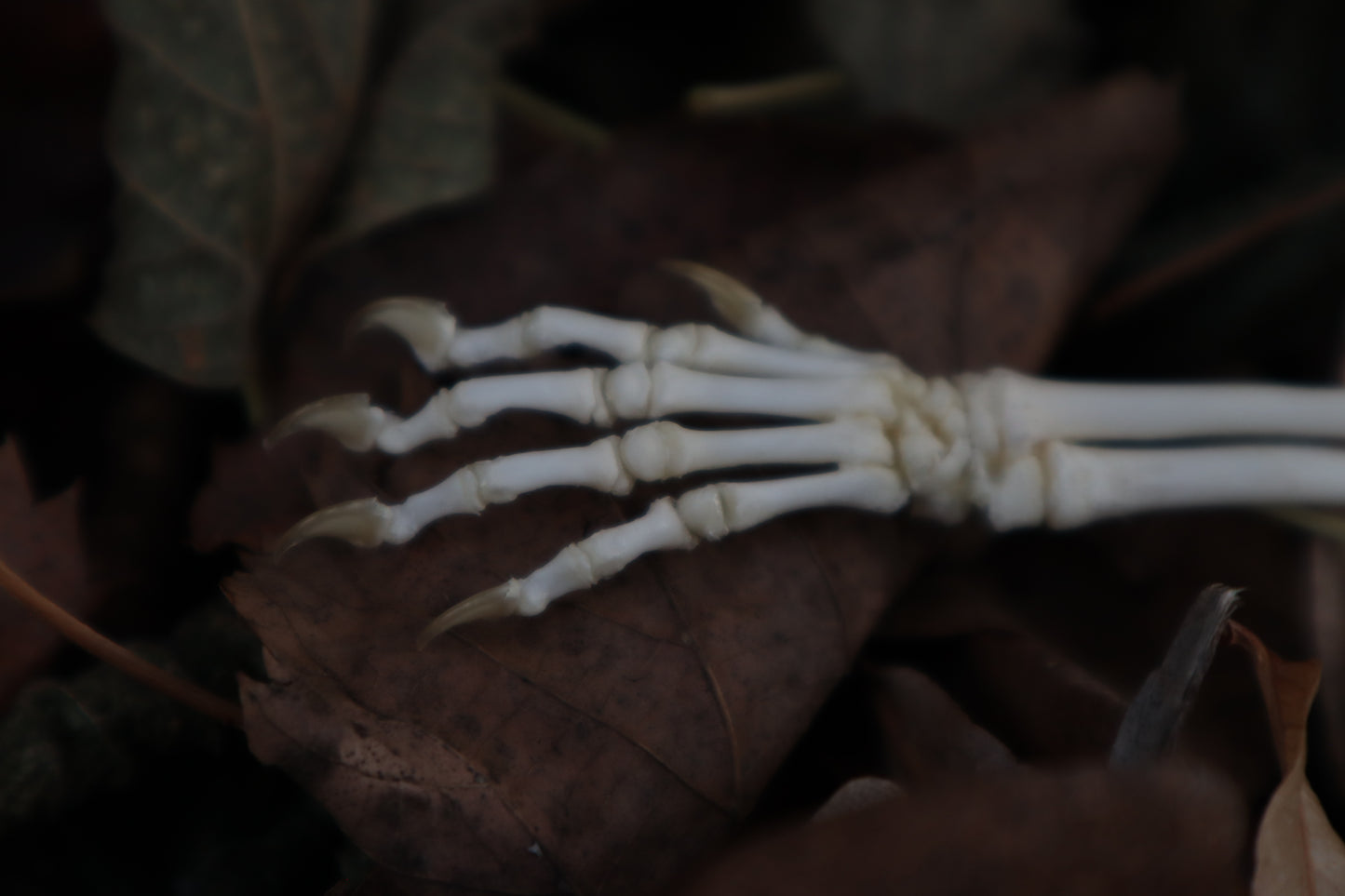 Kitten Arm Articulation