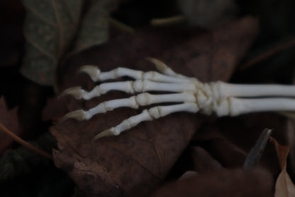 Kitten Arm Articulation
