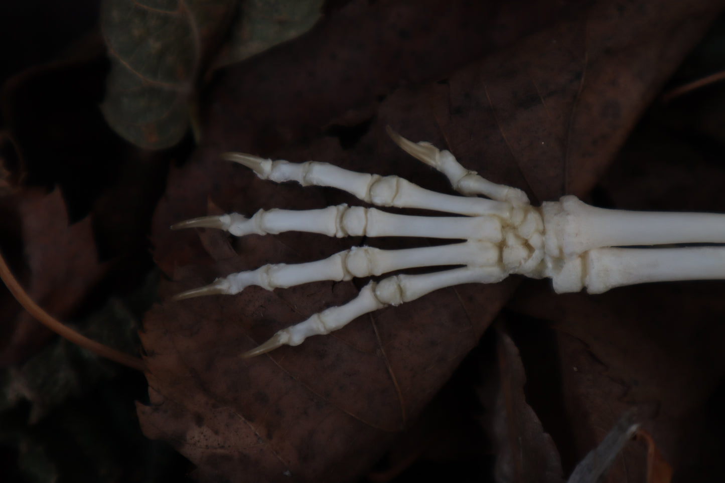 Kitten Arm Articulation