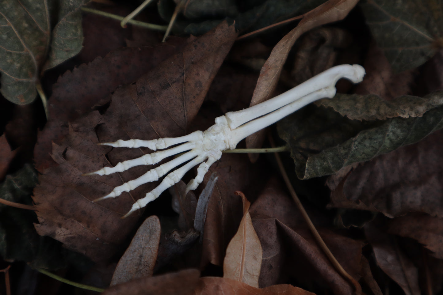 Kitten Arm Articulation