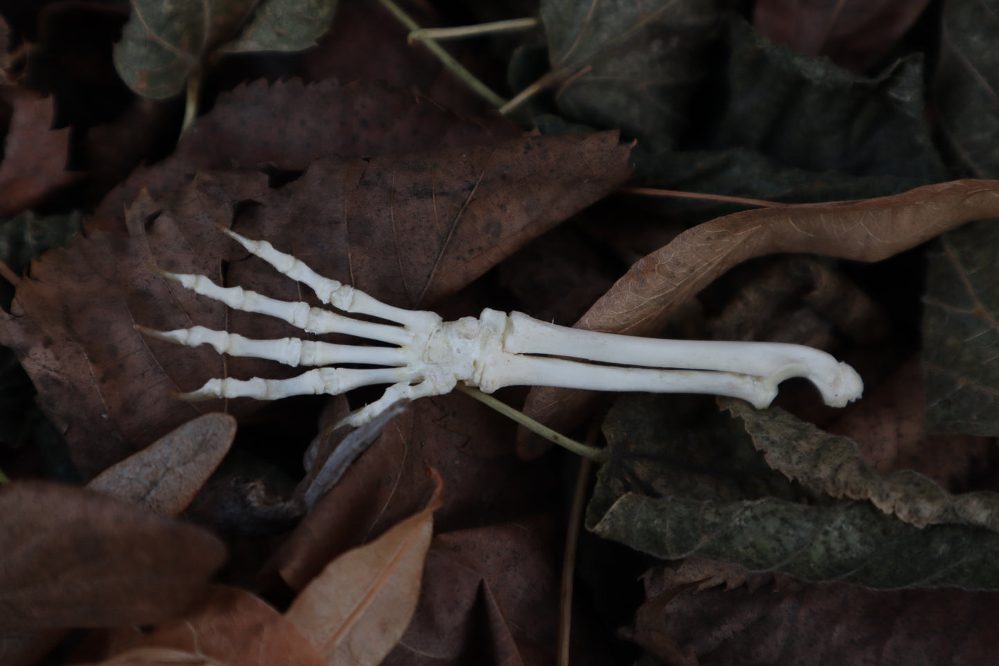 Kitten Arm Articulation