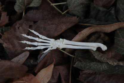 Kitten Arm Articulation