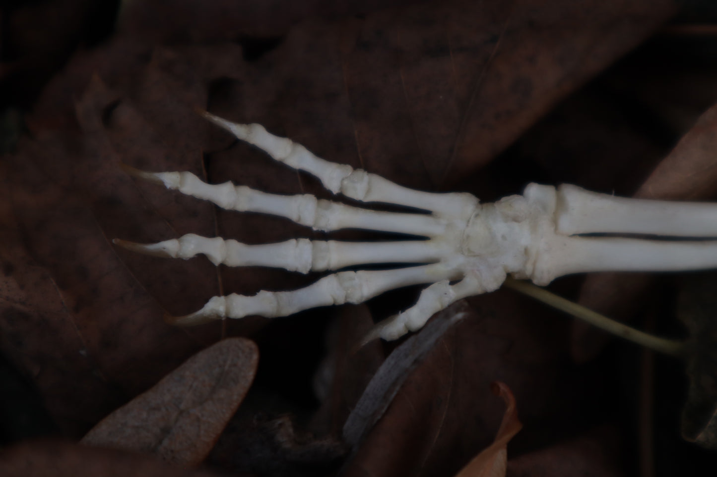 Kitten Arm Articulation