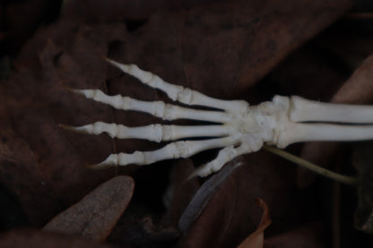 Kitten Arm Articulation