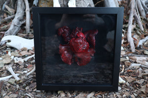 Dry Preserved Black Wolf Heart and Lungs