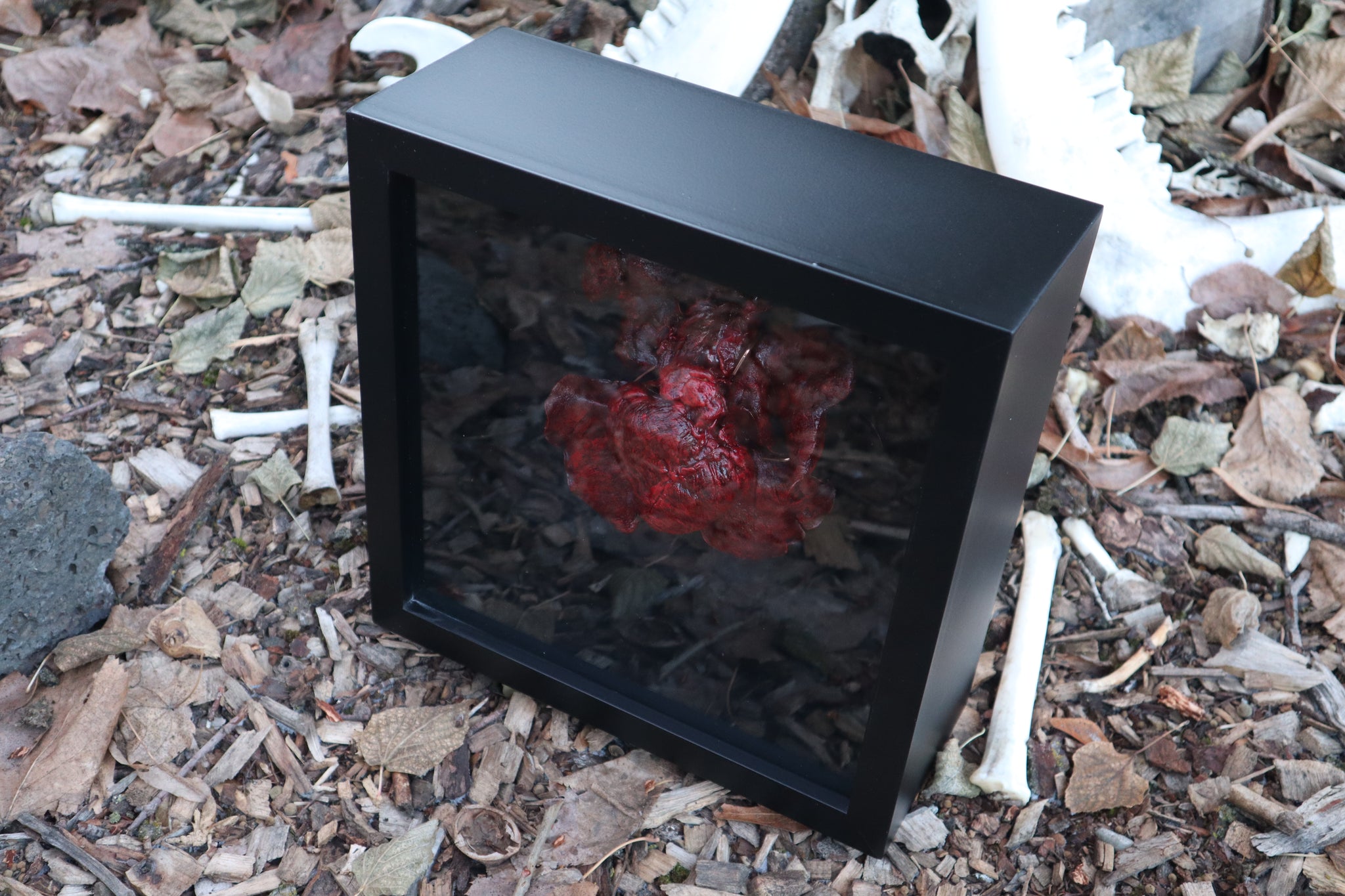 Dry Preserved Black Wolf Heart and Lungs