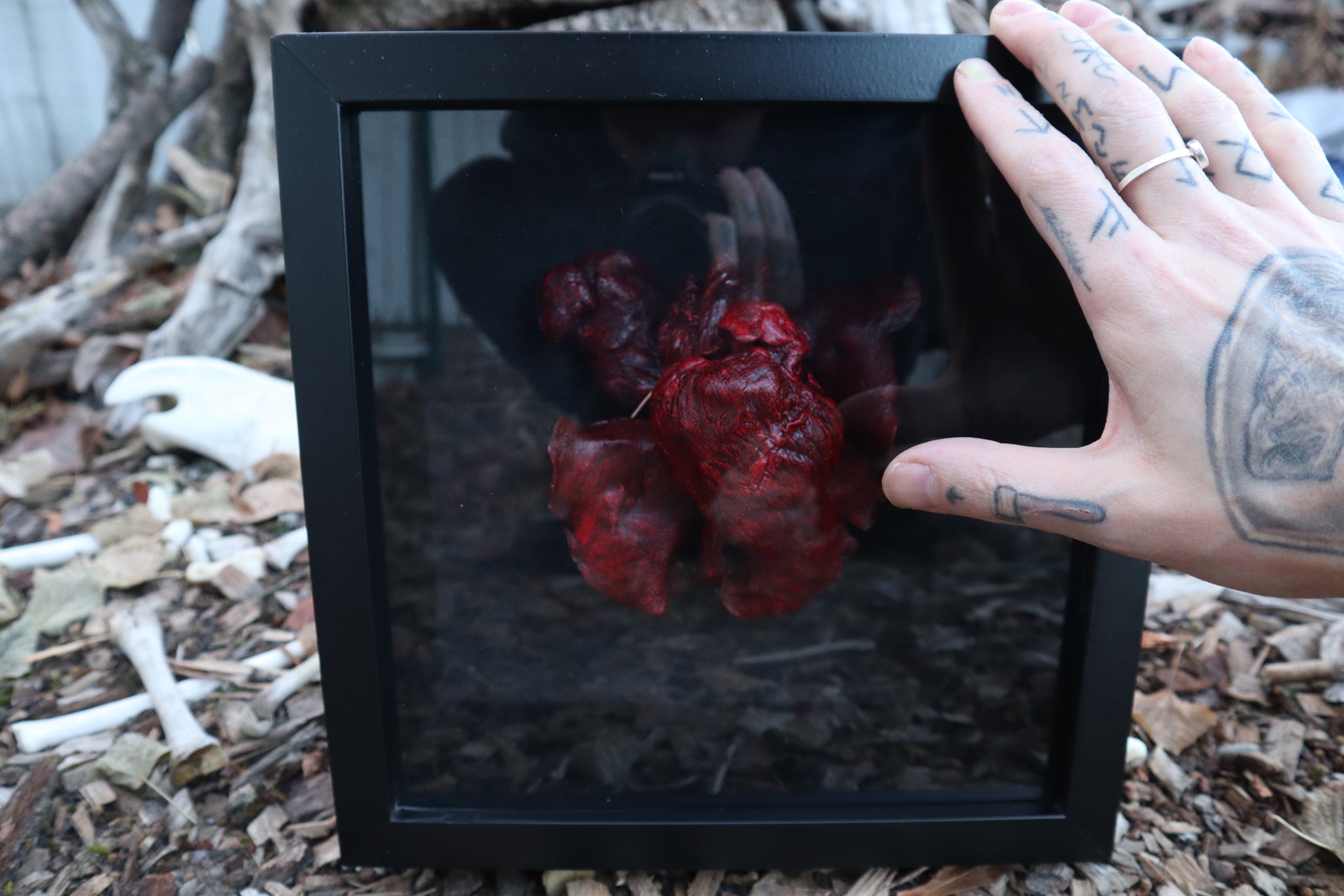 Dry Preserved Black Wolf Heart and Lungs