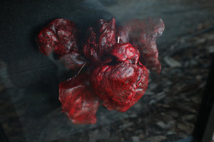 Dry Preserved Black Wolf Heart and Lungs