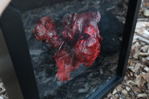 Dry Preserved Black Wolf Heart and Lungs