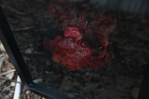 Dry Preserved Black Wolf Heart and Lungs