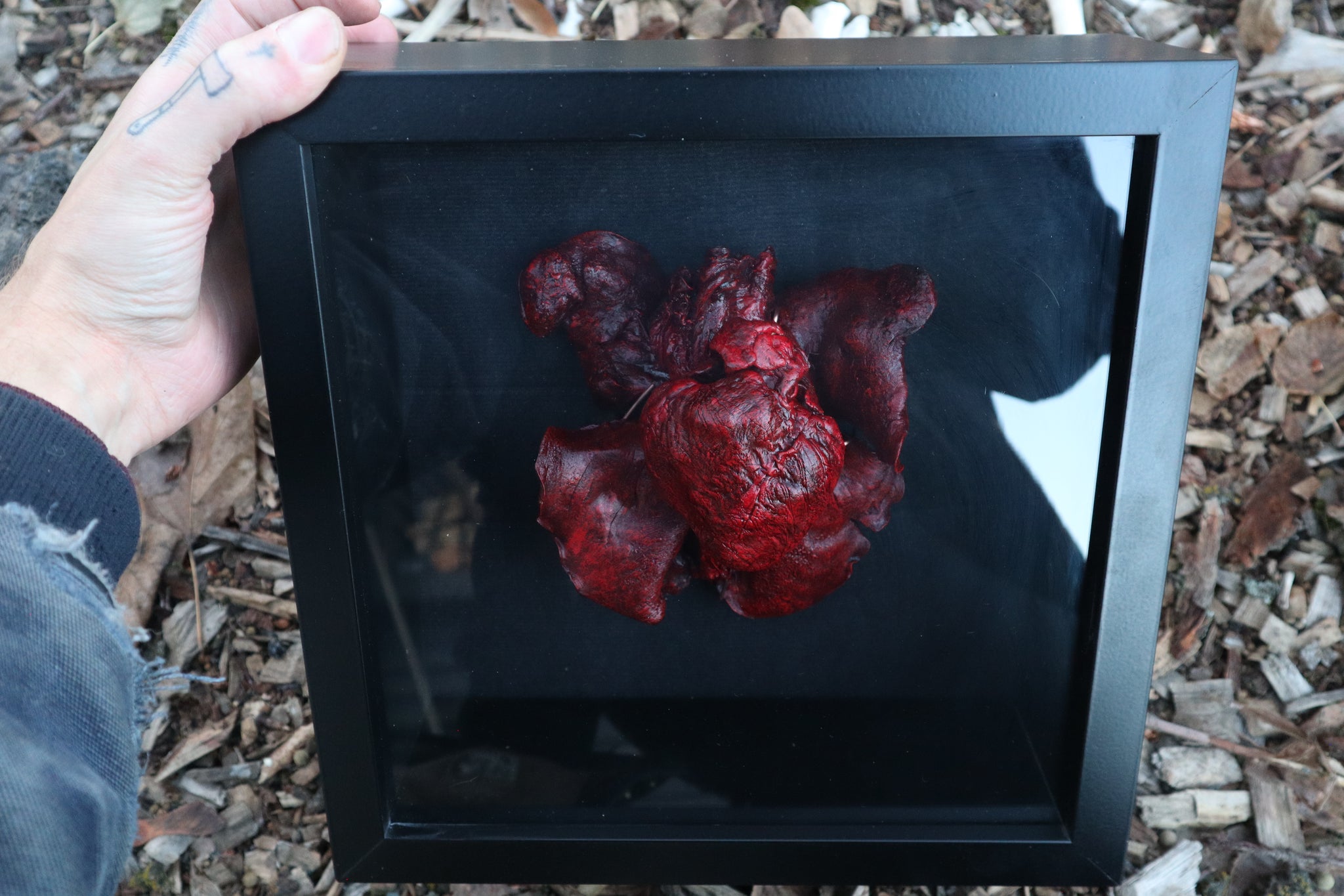 Dry Preserved Black Wolf Heart and Lungs