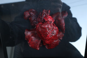 Dry Preserved Black Wolf Heart and Lungs