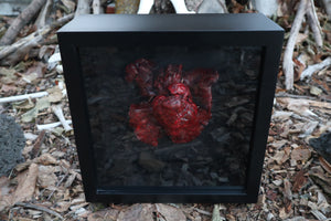 Dry Preserved Black Wolf Heart and Lungs