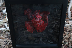 Dry Preserved Black Wolf Heart and Lungs