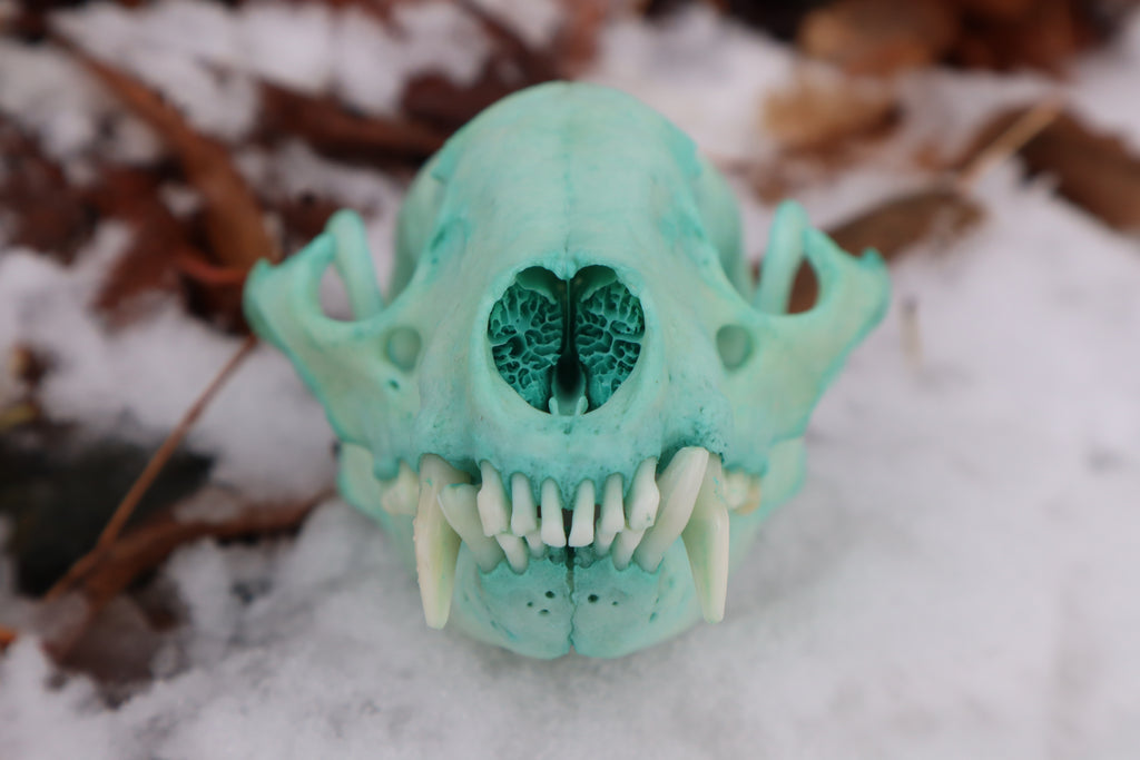Blue Copper Raccoon Skull