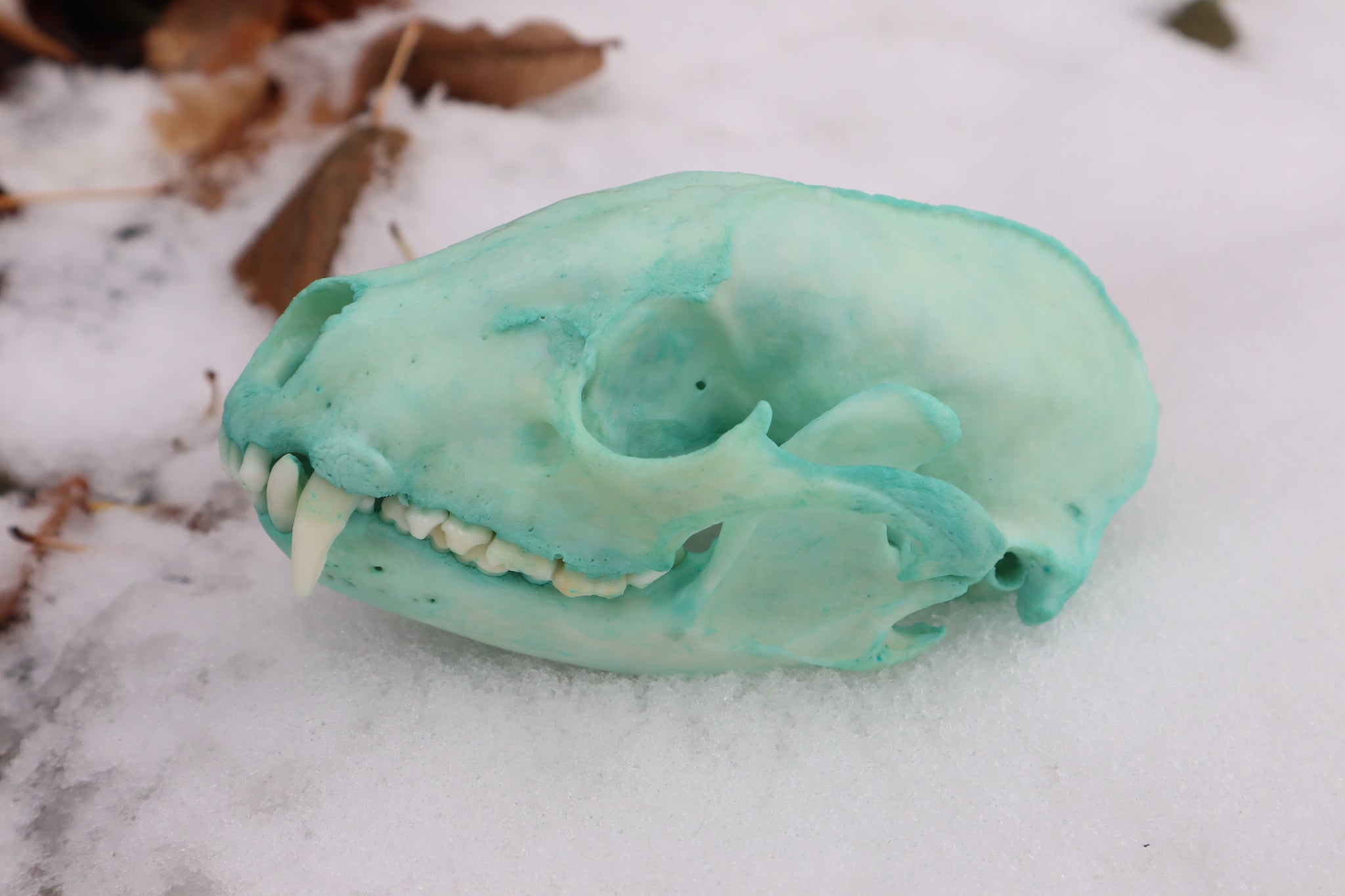 Blue Copper Raccoon Skull