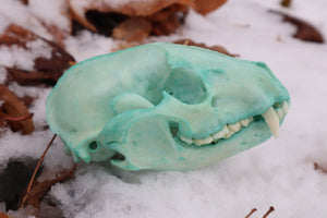 Blue Copper Raccoon Skull