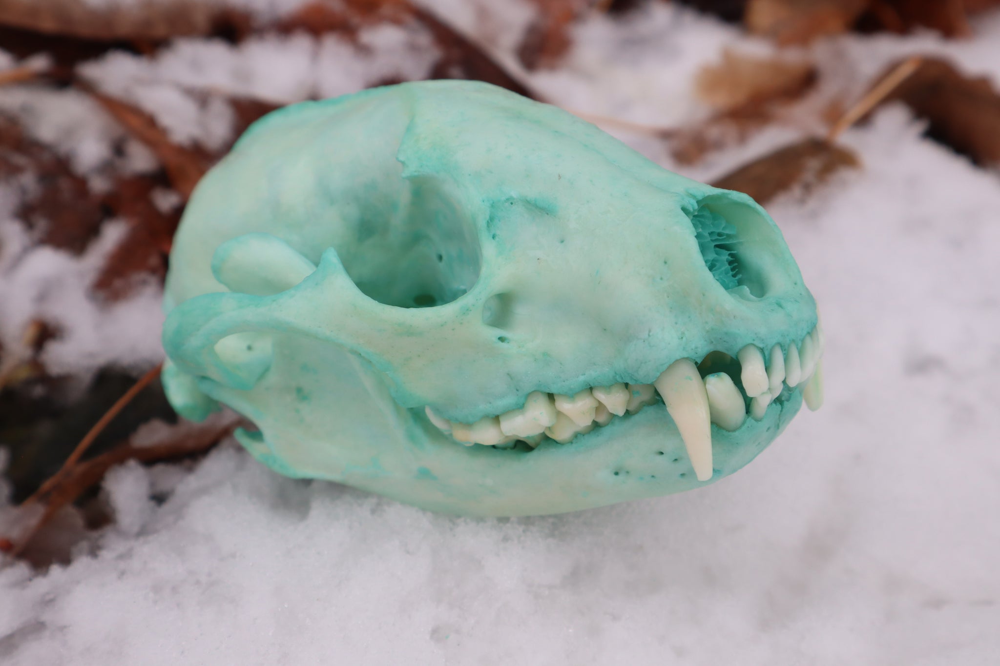 Blue Copper Raccoon Skull