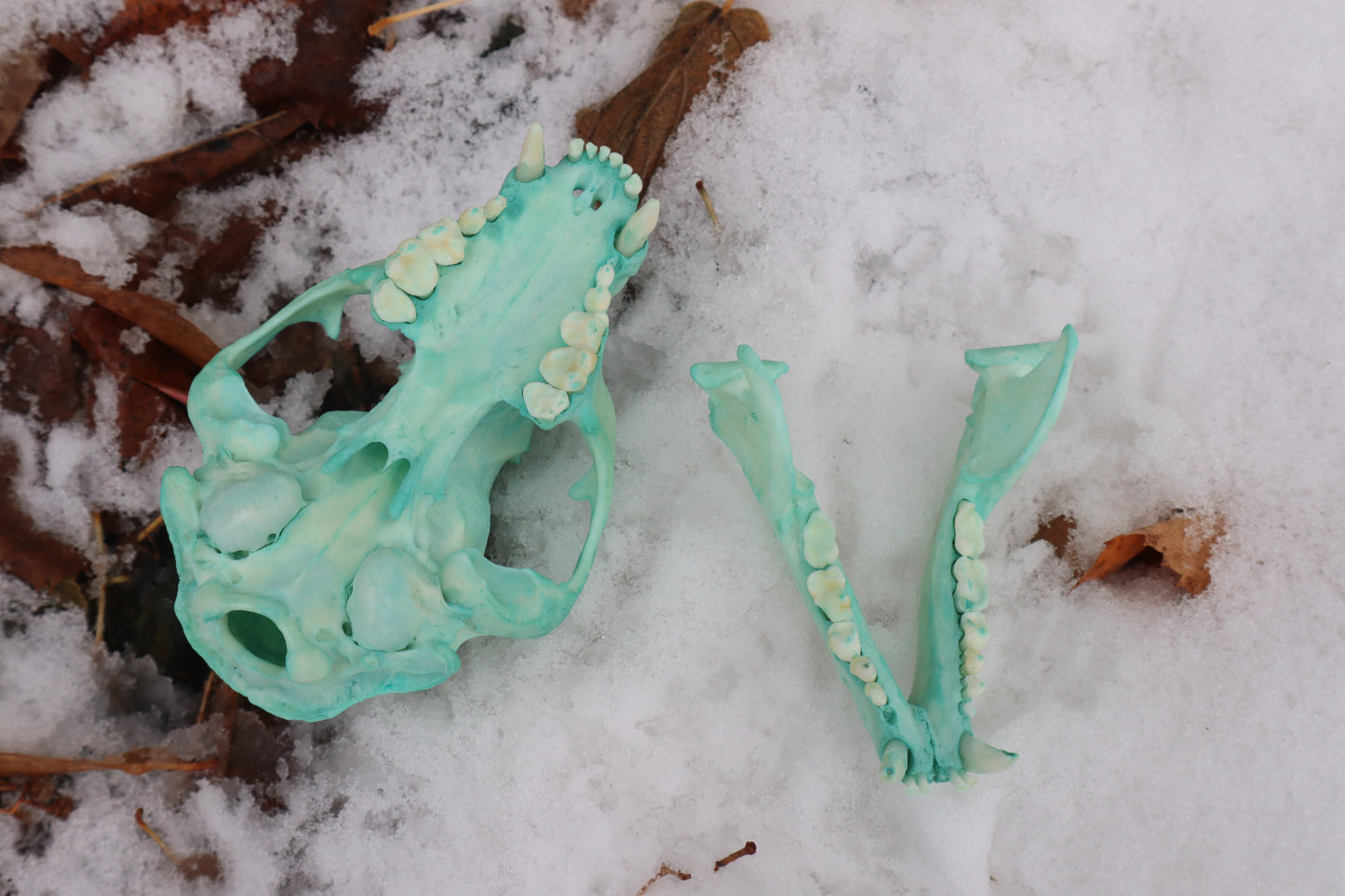 Blue Copper Raccoon Skull