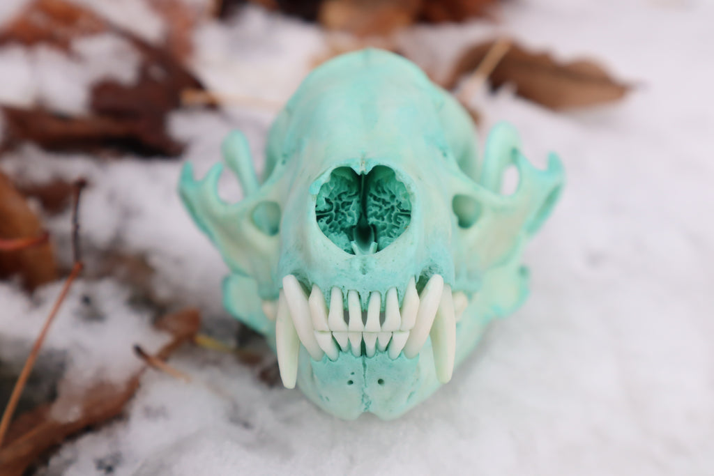 Blue Copper Raccoon Skull