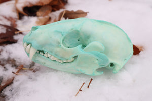 Blue Copper Raccoon Skull