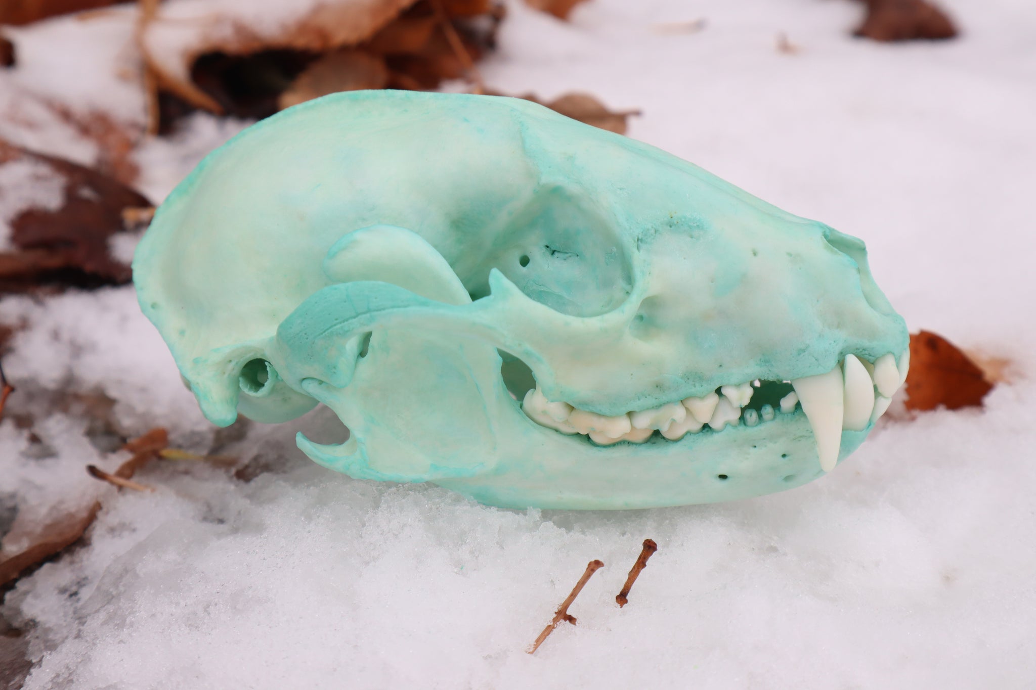 Blue Copper Raccoon Skull