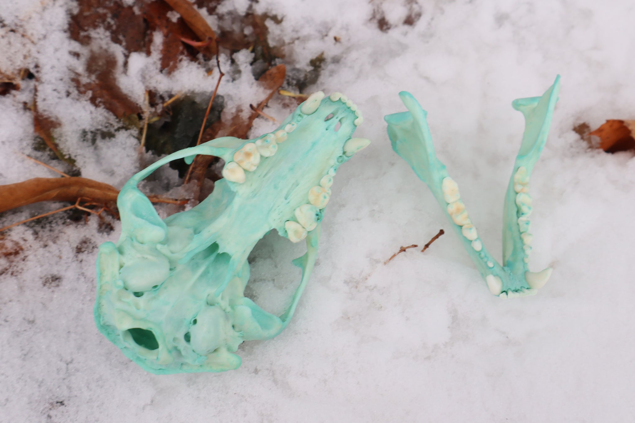 Blue Copper Raccoon Skull