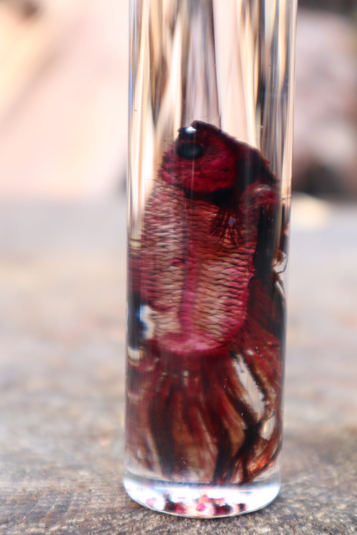 Diaphonized Black Betta Fish